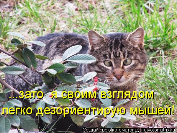 ...зато я своим взглядом легко дезориентирую мышей!... Котоматрица: ...зато я своим взглядом легко дезориентирую мышей!