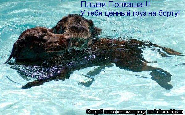 Котоматрица: Плыви Полкаша!!! У тебя ценный груз на борту!