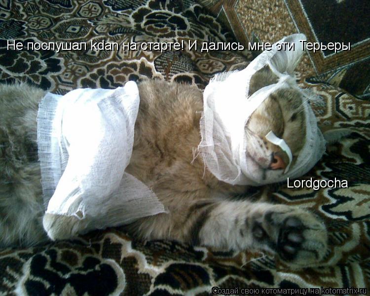 Котоматрица: Не послушал kdan на старте! И дались мне эти Терьеры Lordgocha Lordgocha
