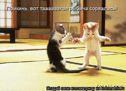 Прикинь, вот таааааакая рыбина сорвалась!... Котоматрица: Прикинь, вот таааааакая рыбина сорвалась!