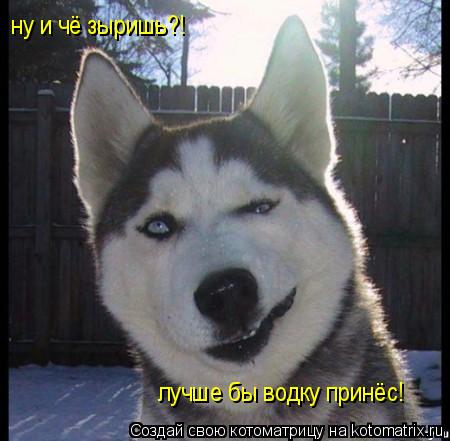 Котоматрица: ну и чё зыришь?!  лучше бы водку принёс!