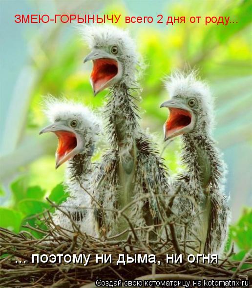 Котоматрица: ЗМЕЮ-ГОРЫНЫЧУ всего 2 дня от роду... ... поэтому ни дыма, ни огня