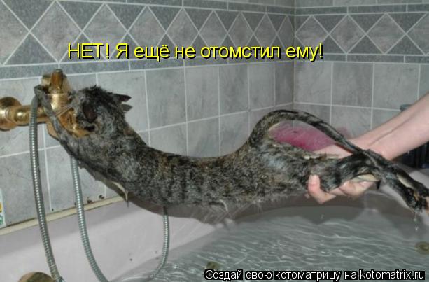 Котоматрица: НЕТ! Я ещё не отомстил ему!