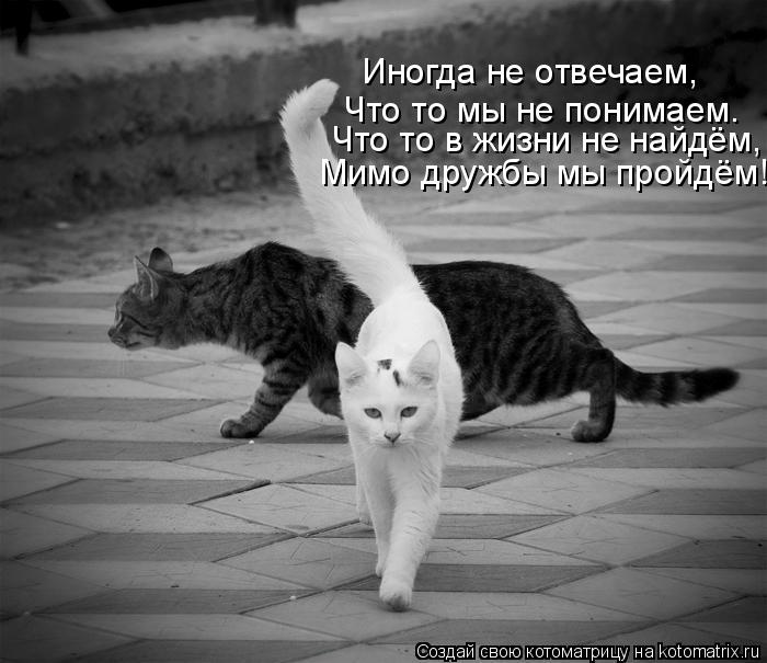 Котоматрица: Мимо дружбы мы пройдём! Что то в жизни не найдём, Что то мы не понимаем. Иногда не отвечаем,