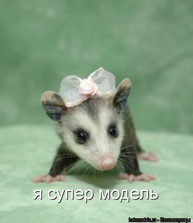 Котоматрица: я супер модель