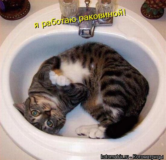 Котоматрица: я работаю раковиной!