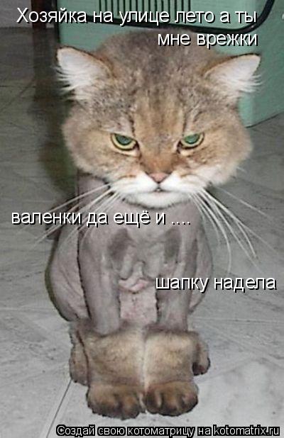 Котоматрица: Хозяйка на улице лето а ты  мне врежки  валенки да ещё и .... шапку надела