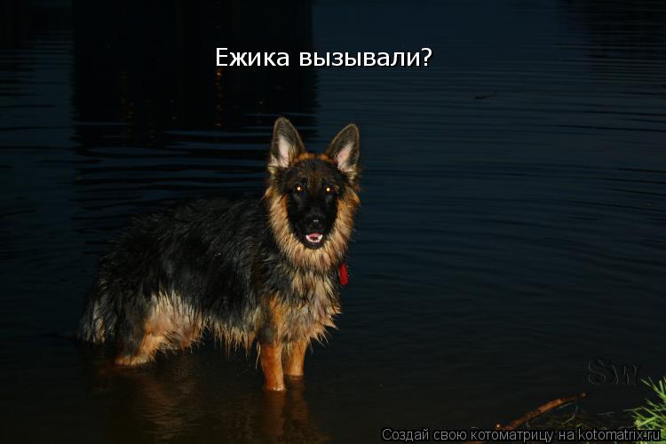 Котоматрица: Ежика вызывали?