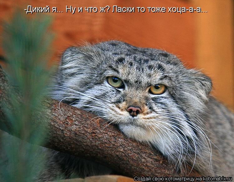 Котоматрица: -Дикий я... Ну и что ж? Ласки то тоже хоца-а-а...