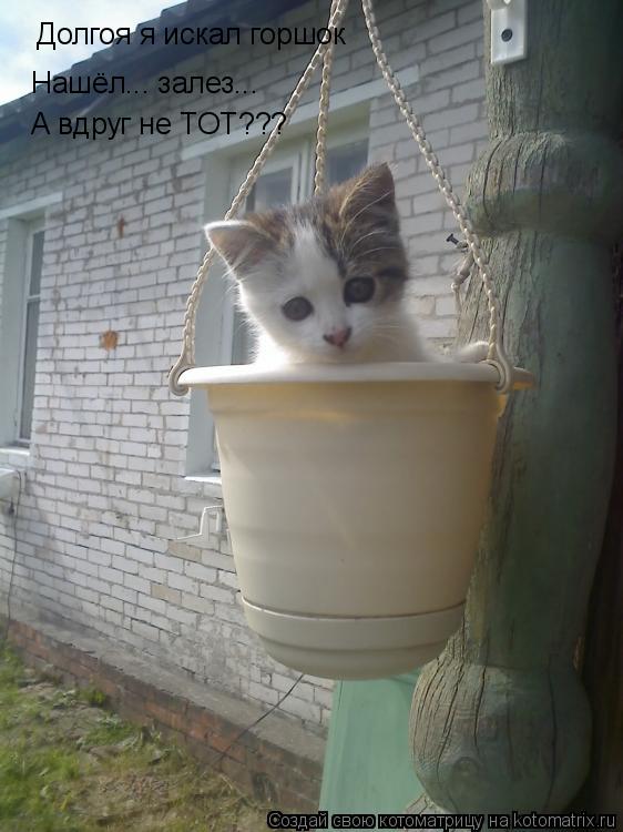 Котоматрица: Долгоя я искал горшок Нашёл... залез... А вдруг не ТОТ???