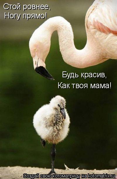 Котоматрица: Стой ровнее, Ногу прямо! Будь красив, Как твоя мама!