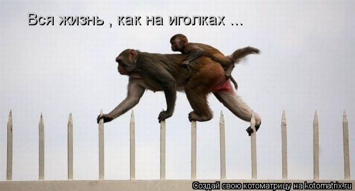 Котоматрица: Вся жизнь , как на иголках ...