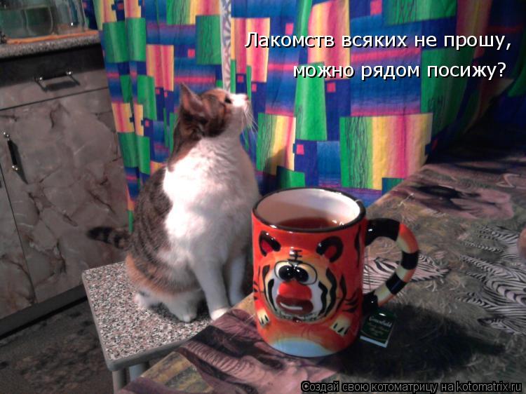 Лакомств всяких не прошу, можно рядом посижу?... Котоматрица: Лакомств всяких не прошу, можно рядом посижу?