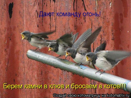 Дают команду огонь! Берем камни в клюв и бросаем в котов!!!... Котоматрица: Дают команду огонь! Берем камни в клюв и бросаем в котов!!!