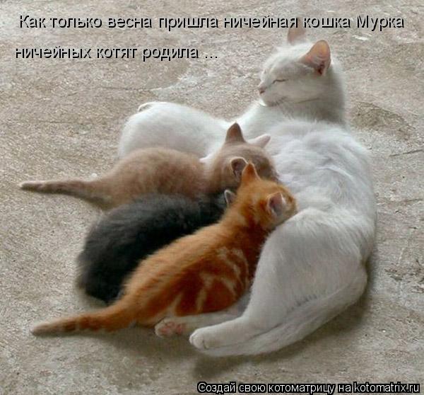 Как только весна пришла ничейная кошка Мурка ничейных котят родила ...... Котоматрица: Как только весна пришла ничейная кошка Мурка ничейных котят родила ...