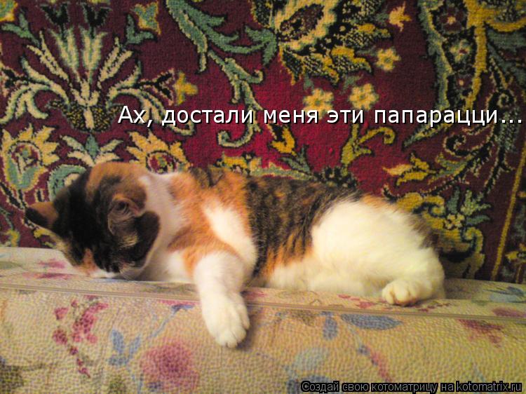 Ах, достали меня эти папарацци...... Котоматрица: Ах, достали меня эти папарацци...