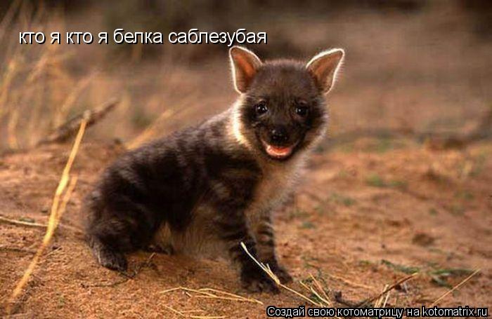Котоматрица: кто я кто я белка саблезубая