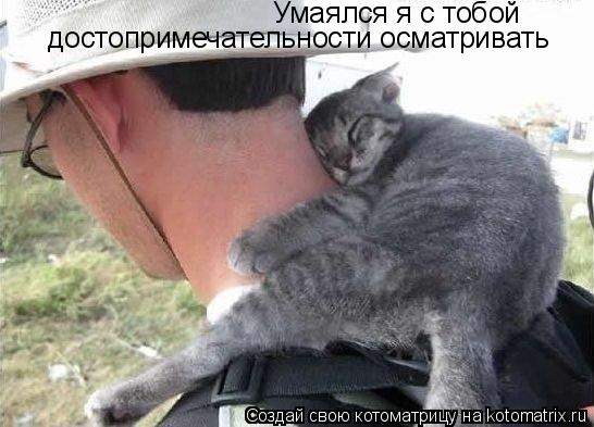 Котоматрица: Умаялся я с тобой  достопримечательности осматривать