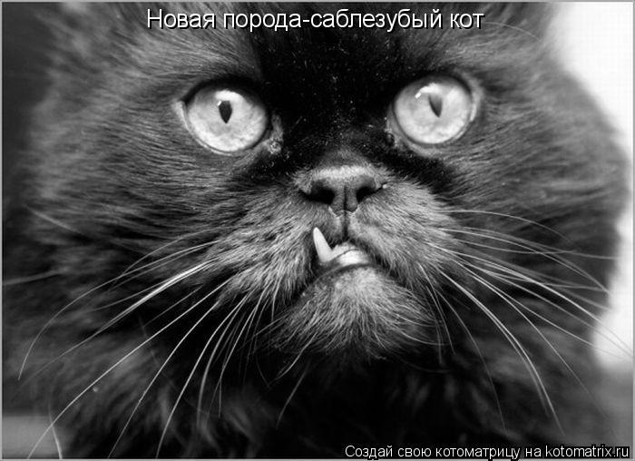 Котоматрица: Новая порода-саблезубый кот