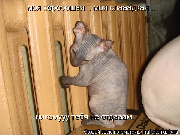 Котоматрица: моя хорооошая... моя слааадкая... никомууу тебя не отдааам...
