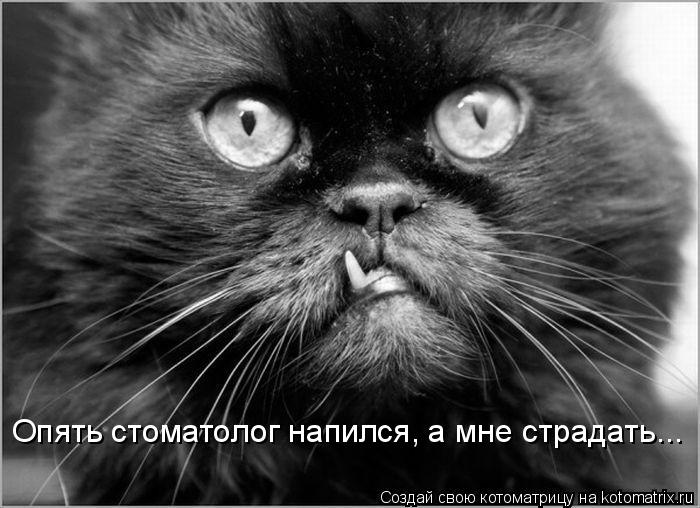 Котоматрица: Опять стоматолог напился, а мне страдать...
