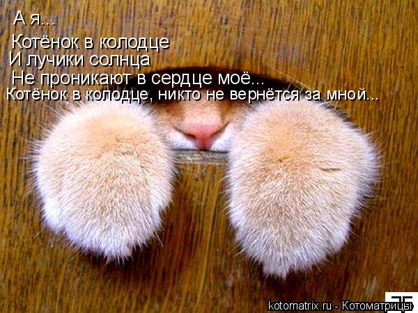 А я... Котёнок в колодце И лучики солнца Не проникают в сердце моё... Котёнок в колодце, никто не вер... Котоматрица: А я... Котёнок в колодце И лучики солнца Не проникают в сердце моё... Котёнок в колодце, никто не вернётся за мной...
