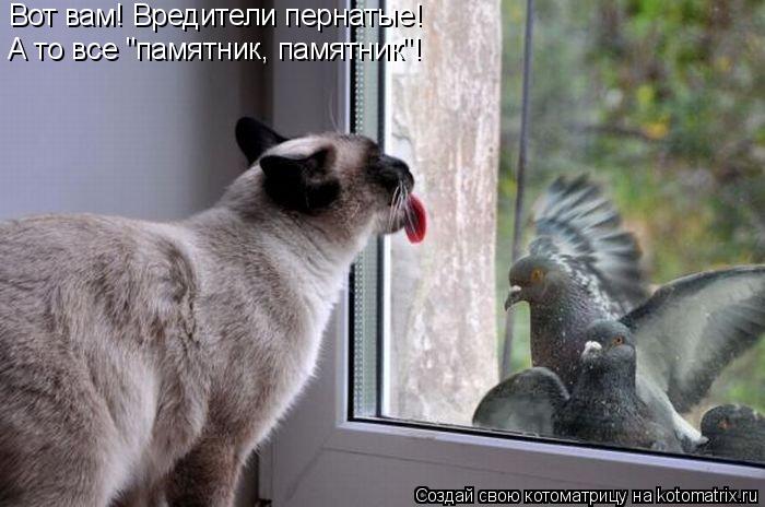 Вот вам! Вредители пернатые! А то все "памятник, памятник"!... Котоматрица: Вот вам! Вредители пернатые! А то все "памятник, памятник"!