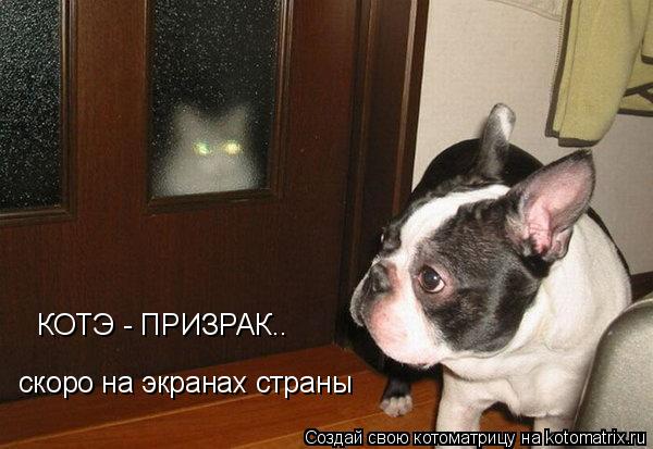 скоро на экранах страны КОТЭ - ПРИЗРАК..... Котоматрица: скоро на экранах страны КОТЭ - ПРИЗРАК..