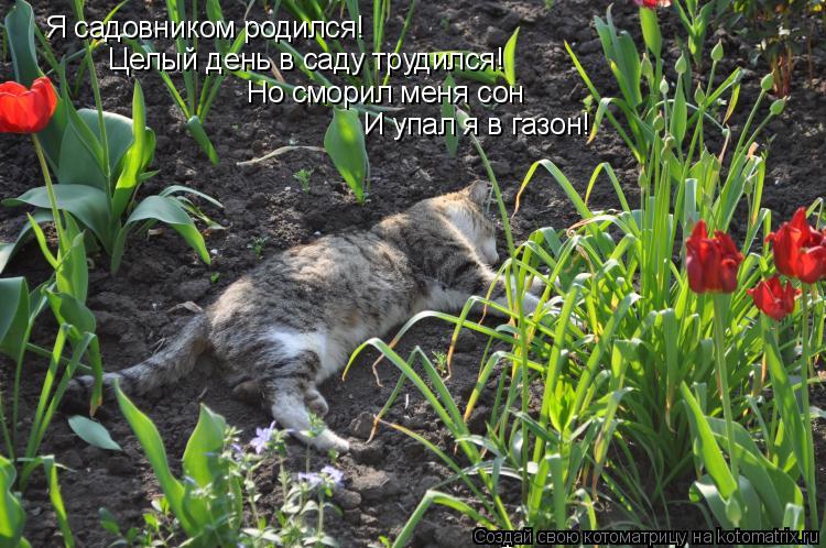 Я садовником родился! Целый день в саду трудился! Но сморил меня сон И упал я в газон!... Котоматрица: Я садовником родился! Целый день в саду трудился! Но сморил меня сон И упал я в газон!