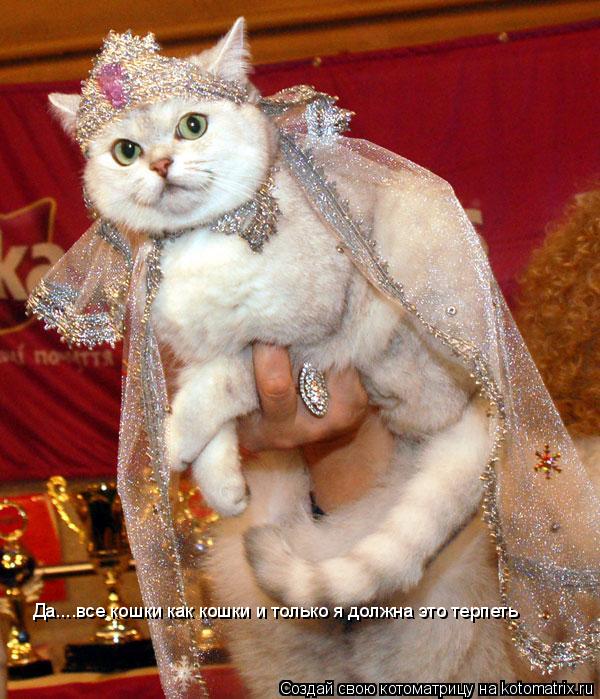 Да....все кошки как кошки и только я должна это терпеть... Котоматрица: Да....все кошки как кошки и только я должна это терпеть