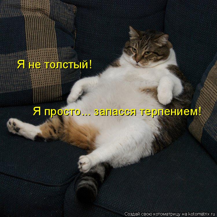Котоматрица: Я не толстый!  Я просто... запасся терпением!