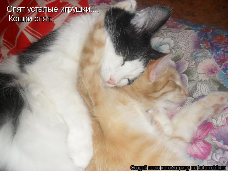 Спят усталые игрушки.... Кошки спят....... Котоматрица: Спят усталые игрушки.... Кошки спят....
