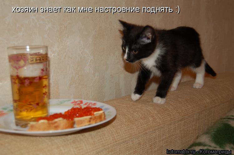 хозяин знает как мне настроение поднять :)... Котоматрица: хозяин знает как мне настроение поднять :)