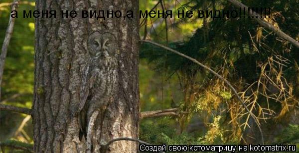 Котоматрица: а меня не видно,а меня не видно!!!!!!!!