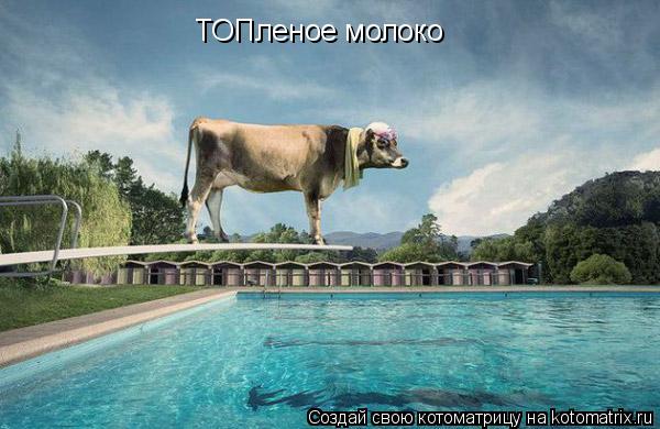 ТОПленое молоко... Котоматрица: ТОПленое молоко
