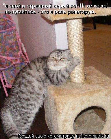 Котоматрица: "я злой и страшный серый кот!!!! хе-хе-хе" не пугайтесь - это я роль репетирую.