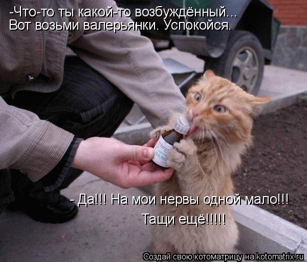 -Что-то ты какой-то возбуждённый... Вот возьми валерьянки. Успокойся. - Да!!! На мои нервы одной мало... Котоматрица: -Что-то ты какой-то возбуждённый... Вот возьми валерьянки. Успокойся. - Да!!! На мои нервы одной мало!!! Тащи ещё!!!!!