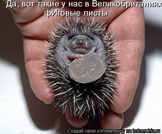 Котоматрица: Да, вот такие у нас в Великобританиях  фИговые листы