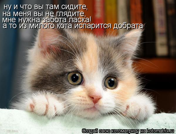 Котоматрица: ну и что вы там сидите,  на меня вы не глядите, мне нужна забота ласка! а то из милого кота испарится добрата