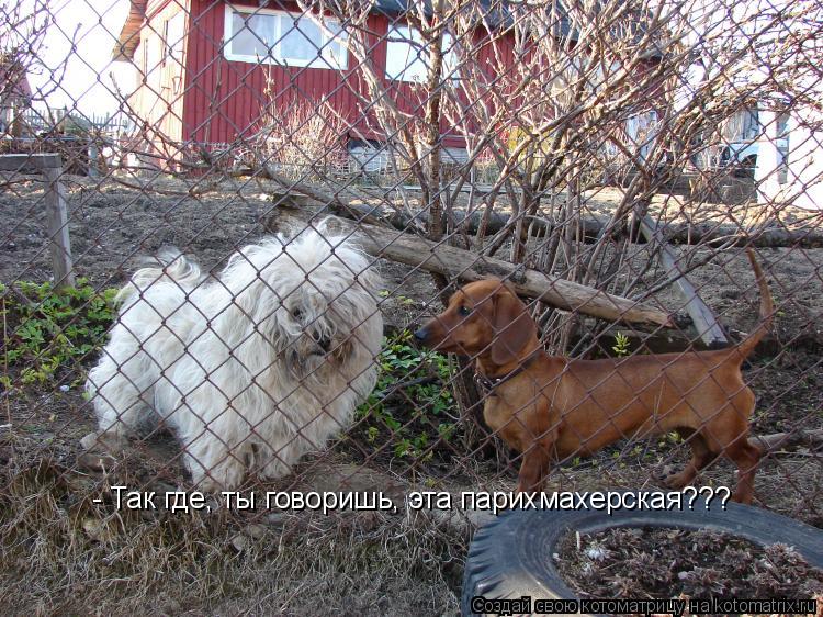 - Так где, ты говоришь, эта парихмахерская???... Котоматрица: - Так где, ты говоришь, эта парихмахерская???