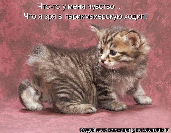 Что-то у меня чувство... Что я зря в парикмахерскую ходил!... Котоматрица: Что-то у меня чувство... Что я зря в парикмахерскую ходил!