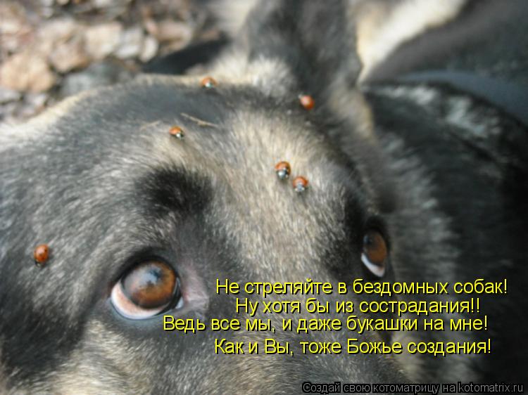 Не стреляйте в бездомных собак! Ну хотя бы из сострадания!! Ведь все мы, и даже букашки на мне! Как и... Котоматрица: Не стреляйте в бездомных собак! Ну хотя бы из сострадания!! Ведь все мы, и даже букашки на мне! Как и Вы, тоже Божье создания!
