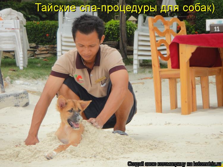 Тайские спа-процедуры для собак)... Котоматрица: Тайские спа-процедуры для собак)