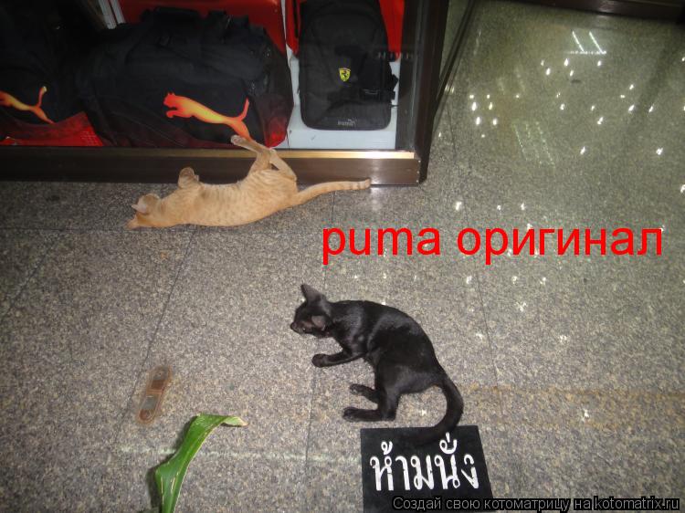 puma оригинал... Котоматрица: puma оригинал