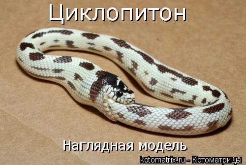 Котоматрица: Циклопитон Наглядная модель