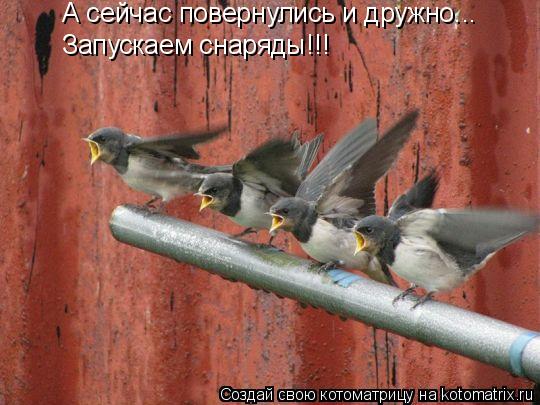 А сейчас повернулись и дружно... Запускаем снаряды!!!... Котоматрица: А сейчас повернулись и дружно... Запускаем снаряды!!!
