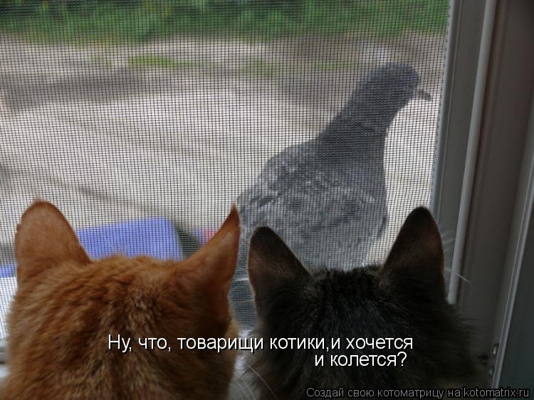 Котоматрица: Ну, что, товарищи котики,и хочется и колется?