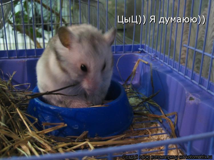 Котоматрица: ЦыЦ)) Я думаюю))