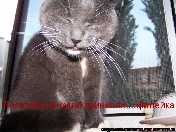 Котоматрица: Лососика на суши принесли....филейка....м.м.м.м  ...вкусно!!!!  Пусть теперь его поищут .....хи.хи.хи...  Рис варят... А неча было на столе оставлять