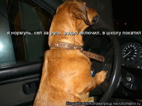 Котоматрица: я нормуль, сел за руль, радио включил, в школу покатил